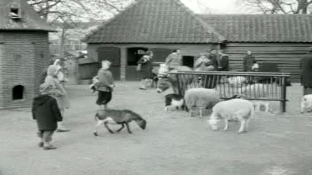 Jonge dieren in onze dierentuinen - Artis (1960)