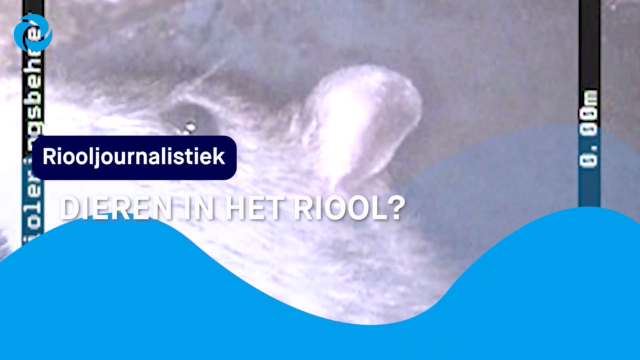 RIOOLJOURNALISTIEK: zeemeeuw in het riool? Salamander? Wormen? En wat is dit voor mysterieus beest??